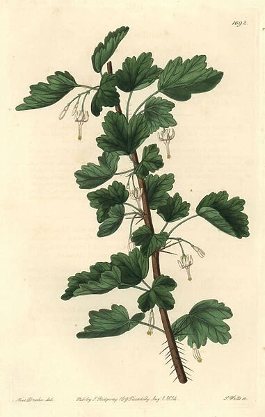 Groseillier, native of North America - Water strong by S. Watts from an illustration by Sarah Anne Drake (1803-1857), from the Botanical Register, 1834, by Sydenham Edwards (1768-1819) - White-flowered or snow gooseberry, Ribes niveum