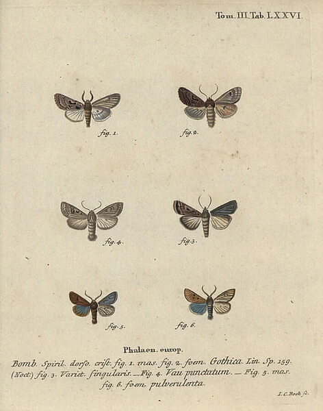 Hebrew character, black-spot chestnut, small quaker moth, etc