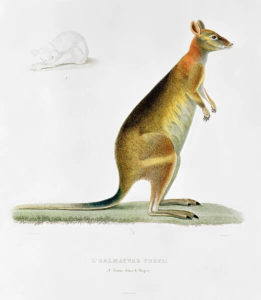 Kangaroo, engraved by Coutant (coloured engraving)