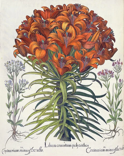 Lily and Centaury: 1. Lilium cruentum polyanthos; 2. Centaurium minus flore rubro; 3