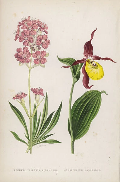 Lychnis Viscaria Splendens; Cypripedium Calceolus (colour litho)
