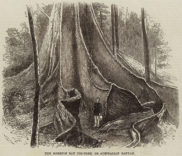 The Moreton Bay Fig-Tree, or Australian Banyan (engraving)