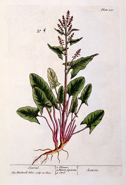 Sorrel, plate 230 from A Curious Herbal, published 1782 (colour engraving)