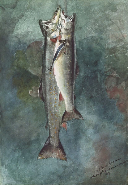 Two Trout, 1891 (w  /  c on paper)