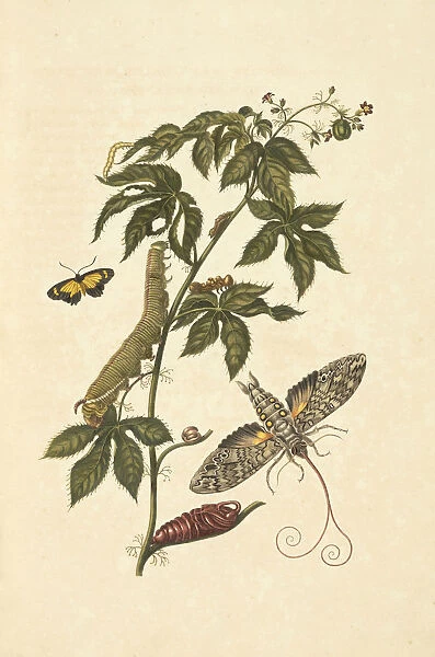Belly-ache bush Jatropha gossypifolia metamorphosis