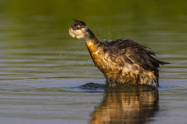 Great Crested Grebe with oil, Podiceps cristatus, Italy