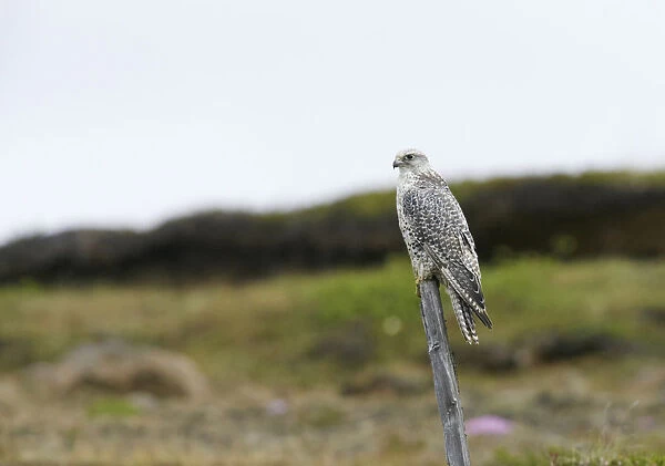 Gyrfalcon on Iceland, Falco rusticolus