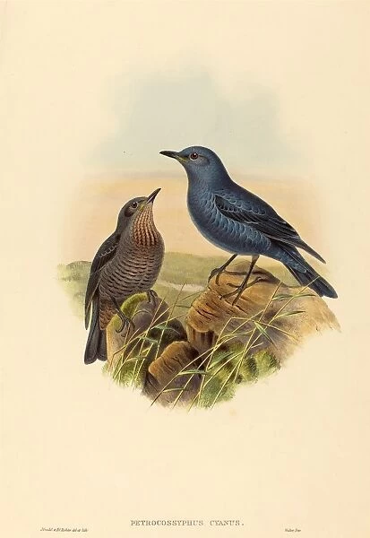 John Gould and H. C. Richter (British (?), active 1841 - active c