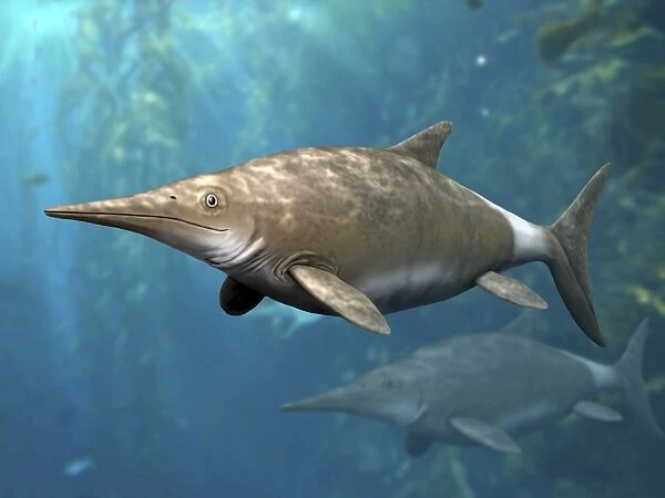 Brachypterygius is an extinct ichthyosaur from the Late Jurassic of England