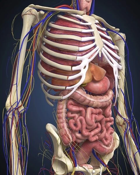 Human midsection with internal organs