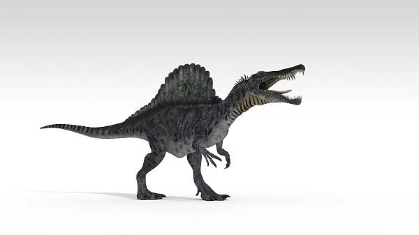 Spinosaurus dinosaur, white background