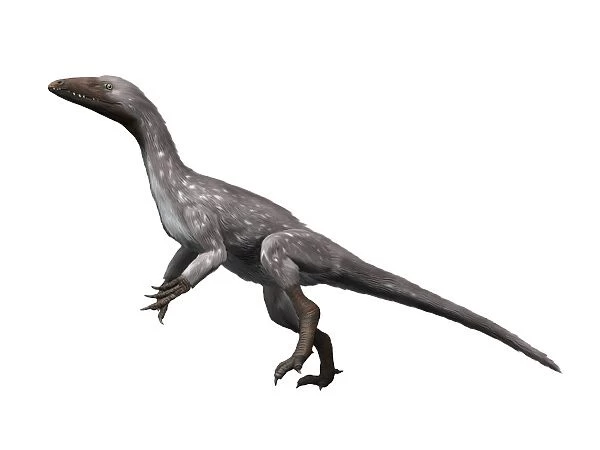 Tawa hallae is a theropod dinosaur from the Late Triassic of New Mexico