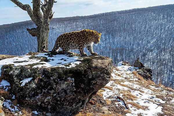 Amur leopard (Panthera pardus orientalis) cub standing on rocky outcrop overlooking mountain forest, Land of the Leopard National Park, Russian Far East. Critically endangered. Taken with remote camera. January