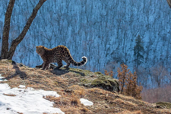 Amur leopard (Panthera pardus orientalis) cub standing on cliff overlooking mountain forest and looking around, Land of the Leopard National Park, Russian Far East. Critically endangered. Taken with remote camera. February
