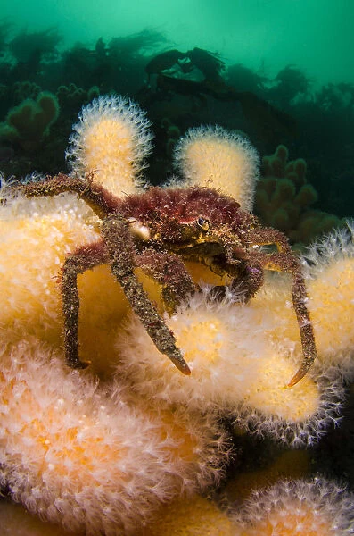 Great spider crab (Hyas araneus) on Deadmans fingers (Alcyonium digitatum) coral