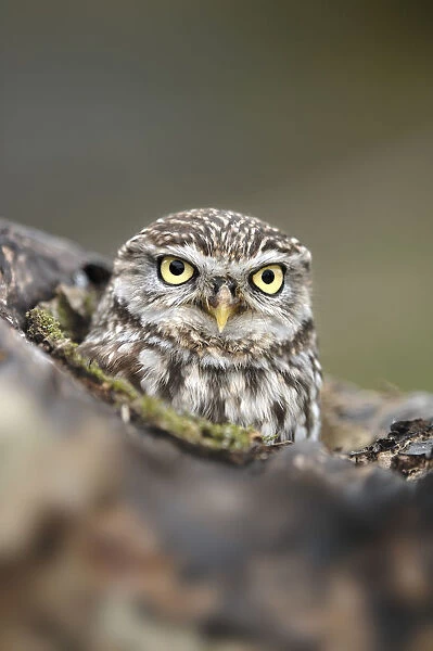 Little Owl (Athene noctua) portrait. Gloucestershire, UK, April