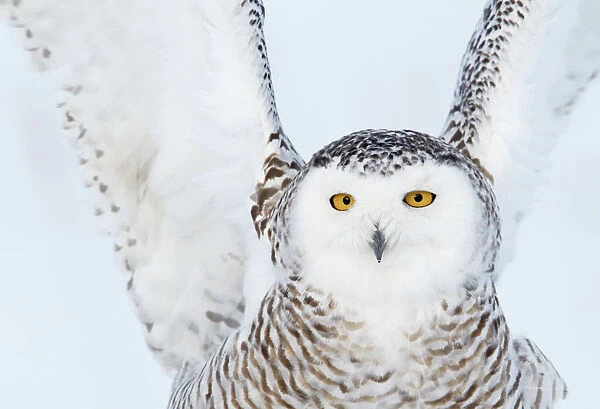 Snowy owl (Bubo scandiaca) close up of female landing on snow covered ground, Canada, February