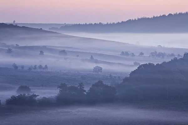 View over New Forest lowland heathland from Rockford Common at dawn