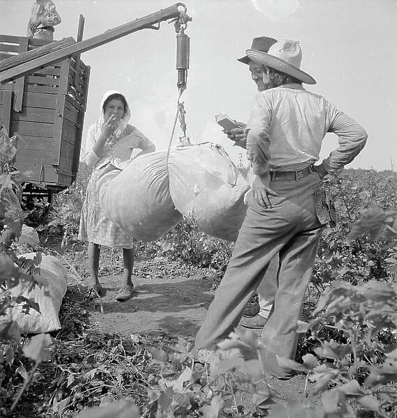 Cotton weighing near Brownsville, Texas, 1936. Creator: Dorothea Lange