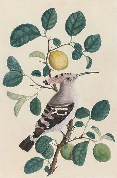 Hoopoe on a Citrus Tree Branch, c. 1800. Creator: Unknown