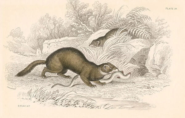 Polecat (Mustela putorius), member of the weasel family, 1828