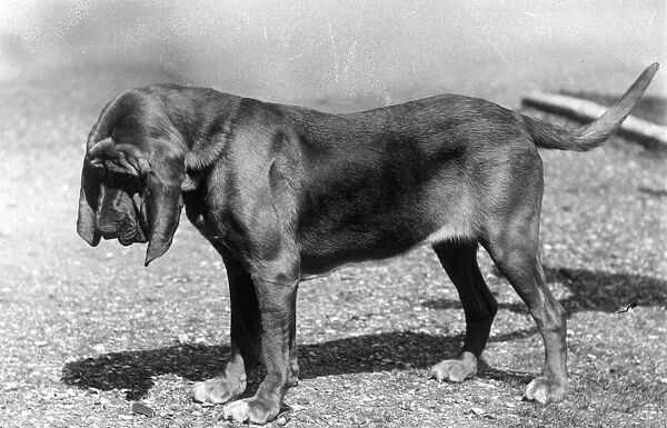 Fall  /  Bloodhound  /  1938