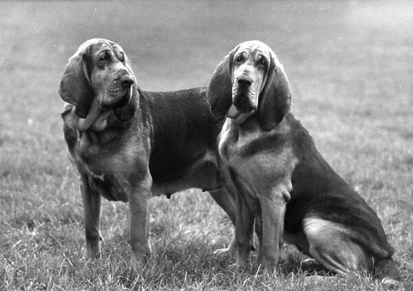 Fall  /  Bloodhound  /  1961
