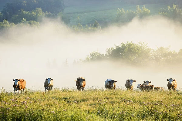 Group Of Cows In The Fog; Chesterville Quebec Canada