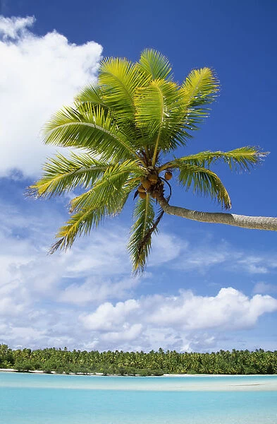 Palm Tree And Beach, Aitutaki
