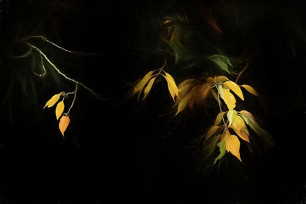 Autumn leaves against a black background, The Netherlands