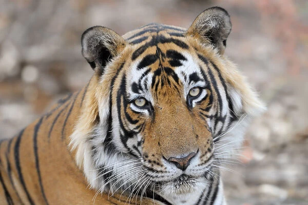 Bengal Tiger (Panthera tigris tigris) portrait, looking at camera, India, Rajastan
