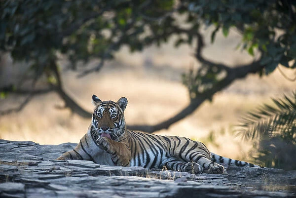 Bengal tigress (Panthera tigris tigris) licking paw, India, Rajasthan