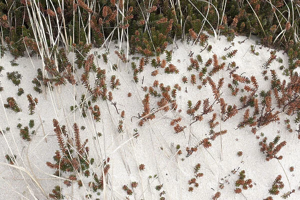 Black Crowberry (Empetrum nigrum) covered by drift sand, Schoorlse Duinen, Noord-Holland