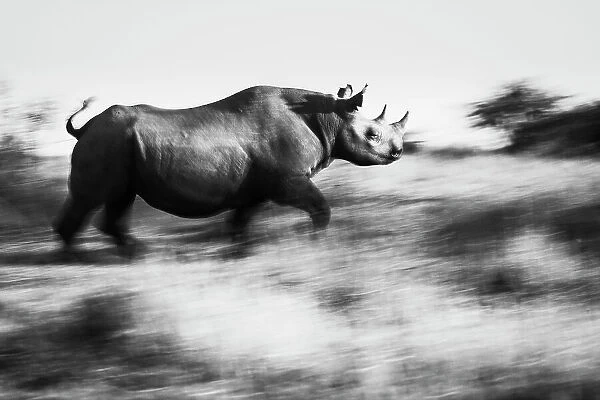 Black Rhinoceros (Diceros bicornis) running for cover, Maasai Mara National Reserve, Rift Valley Province, Kenya