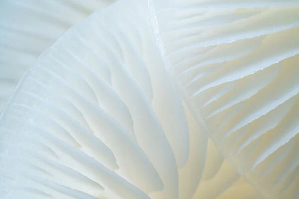 Close up of the gills of Porcelain fungi (Oudemansiella mucida)