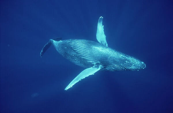 Humpback Whale (Megaptera novaeangliae) underwater, Hawaii