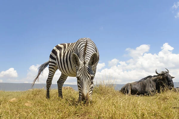 Plains Zebra (Equus quagga) grazing on the plain in the Ngorongor crater
