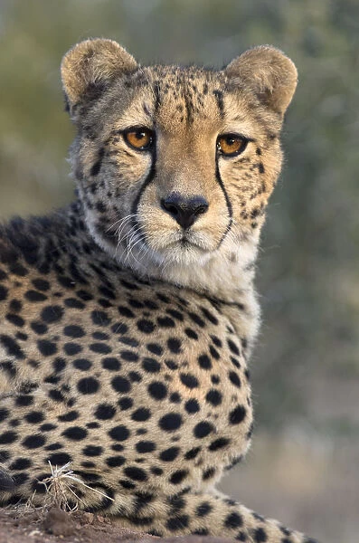Portrait of a Cheetah (Acinonyx jubatus), South Africa, Limpopo, Kruger National Park