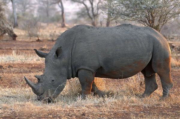 White Rhinoceros (Ceratotherium simum) adult walking in bushland, South africa, Limpopo