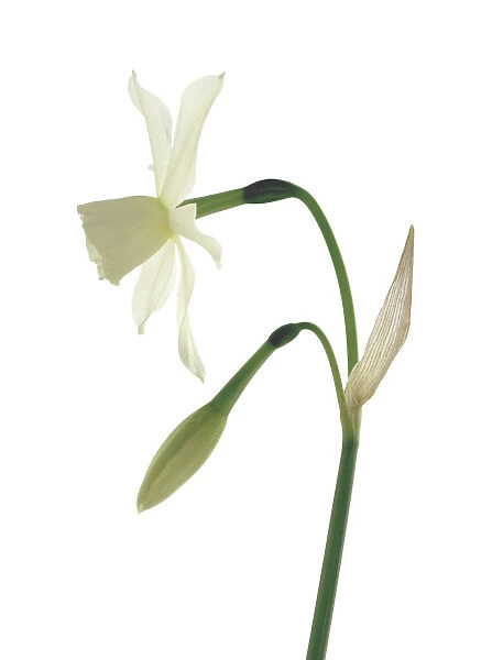 BA_0065. Narcissus - variety not identified. Narcissus. White subject. White b / g