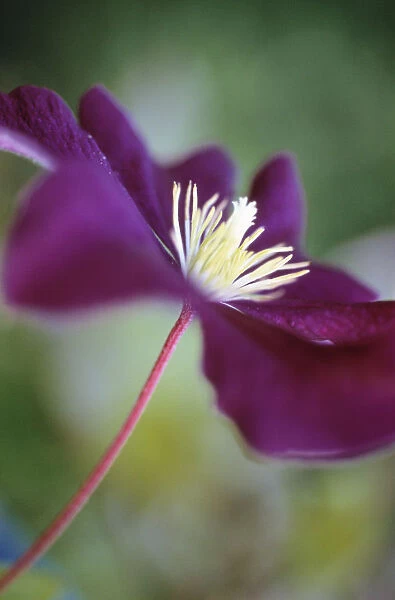CS_1007. Clematis viticella Etiole Violette. Clematis. Purple subject. Green b / g