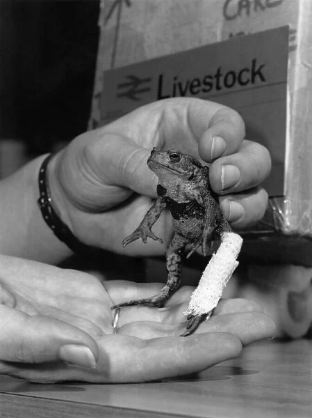 Animals - Frogs: Standing up to it: With a medical dressing on his leg Roger was sent to
