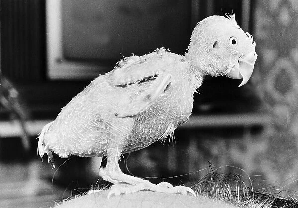 Billy the featherless Budgie 1976