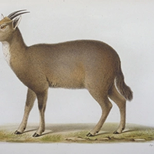 Antilope cinerea, Chinese goral
