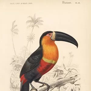Ariel toucan, Ramphastos vitellinus ariel