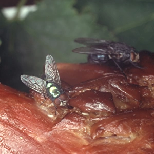 Calliphora vomitoria, bluebottle laying eggs on carrion