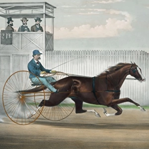 The celebrated trotting horse Judge Fullerton, as he appeare
