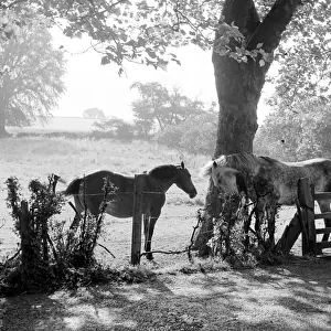 Chigwell, Essex shady trees with horses