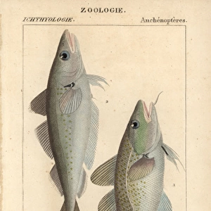 Cod, Gadus morhua, and whiting, Merlangius merlangus
