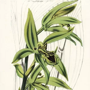 Coelogyne pandurata orchid